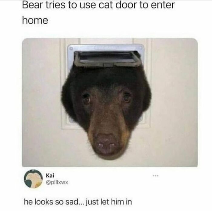 The Funniest Animal Memes That'll Totally Make Your Day