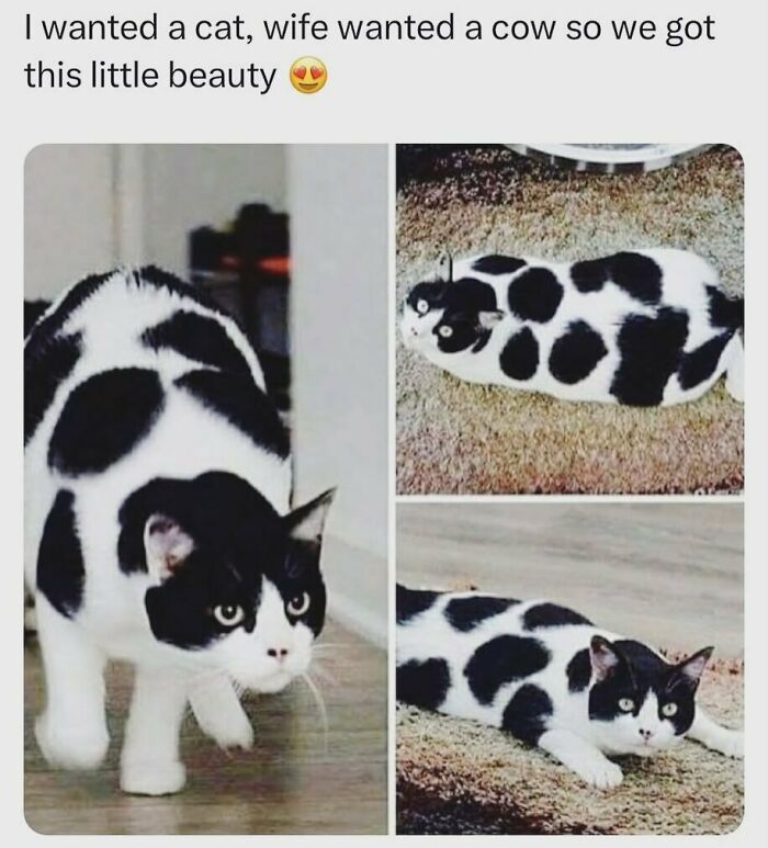 The Funniest Animal Memes That'll Totally Make Your Day