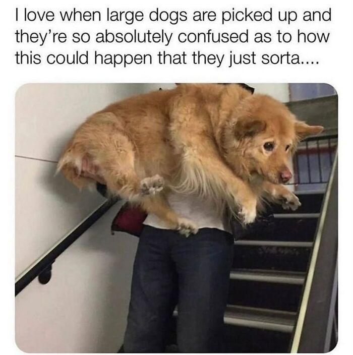 The Funniest Animal Memes That'll Totally Make Your Day