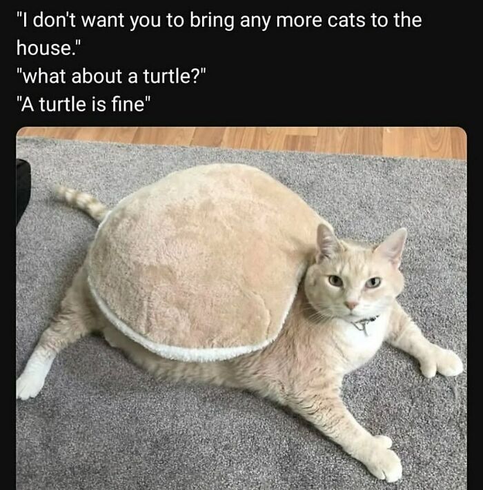 The Funniest Animal Memes That'll Totally Make Your Day
