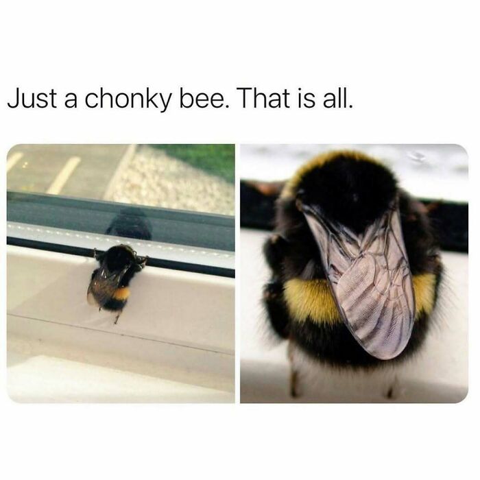 The Funniest Animal Memes That'll Totally Make Your Day