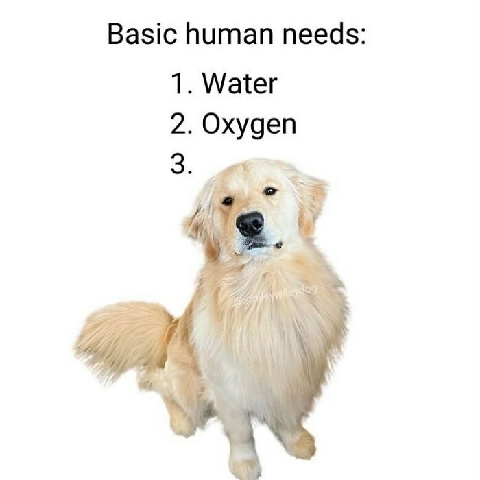 The Funniest Animal Memes That'll Totally Make Your Day