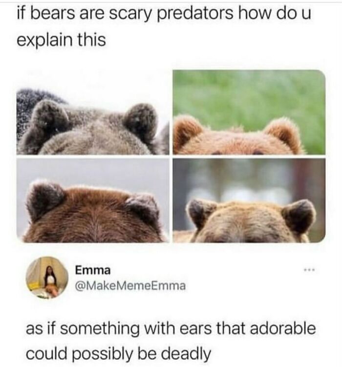 The Funniest Animal Memes That'll Totally Make Your Day