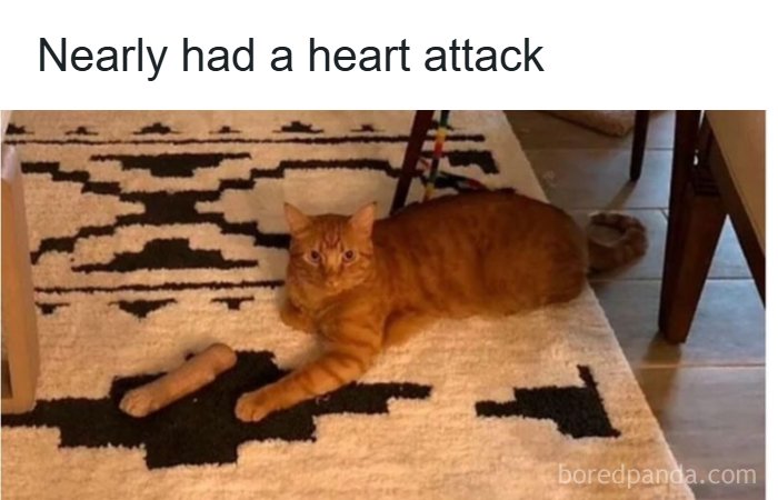 The Funniest Animal Memes That'll Totally Make Your Day