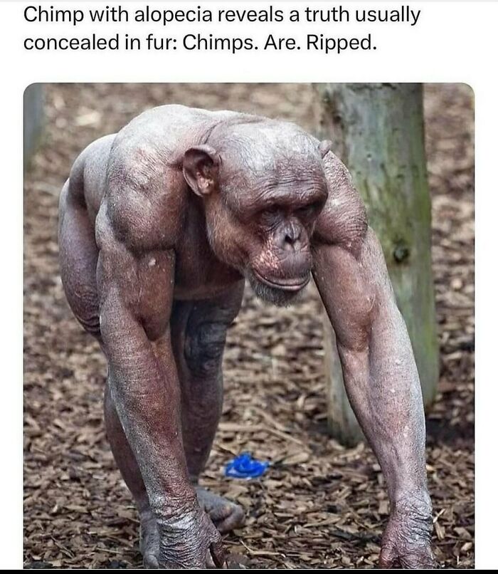 The Funniest Animal Memes That'll Totally Make Your Day