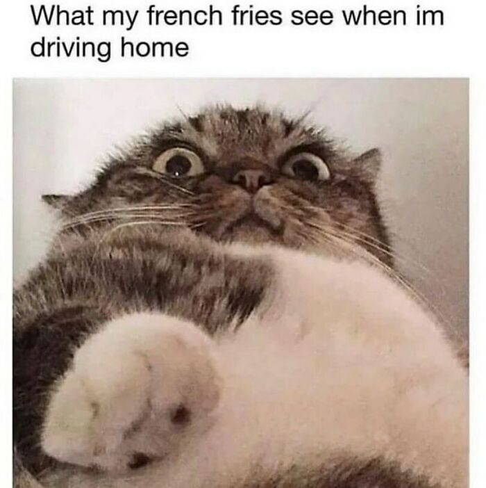 The Funniest Animal Memes That'll Totally Make Your Day
