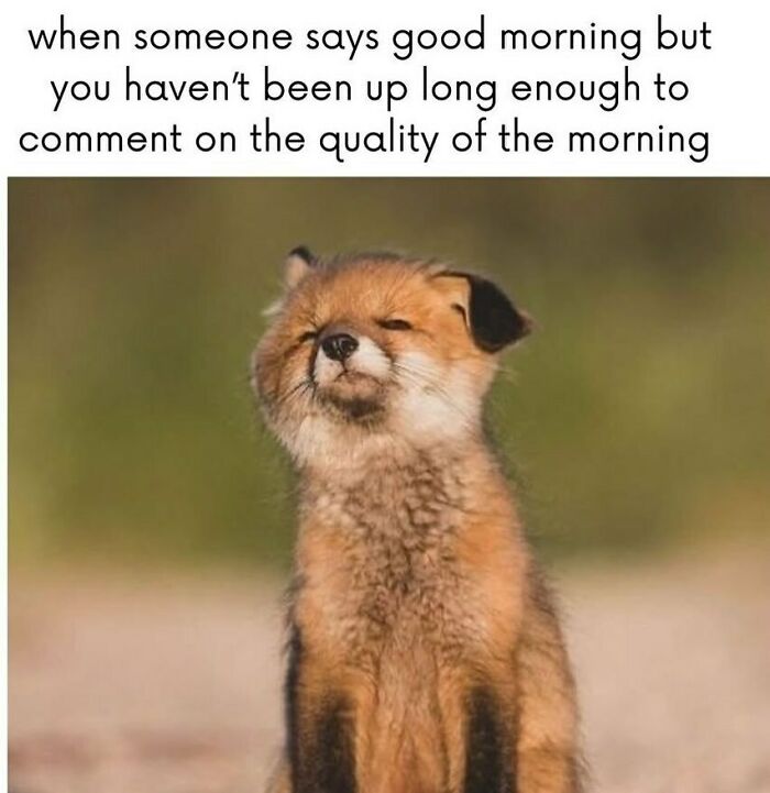 The Funniest Animal Memes That'll Totally Make Your Day