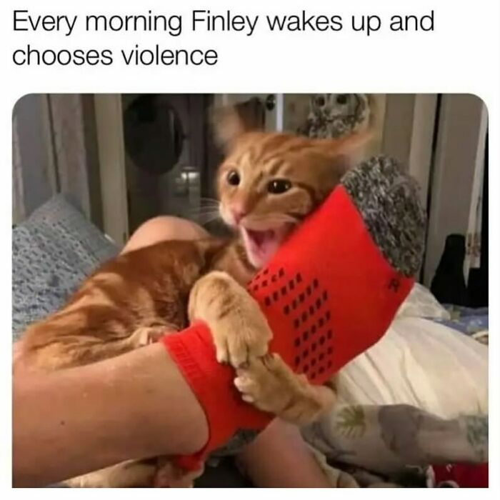 The Funniest Animal Memes That'll Totally Make Your Day