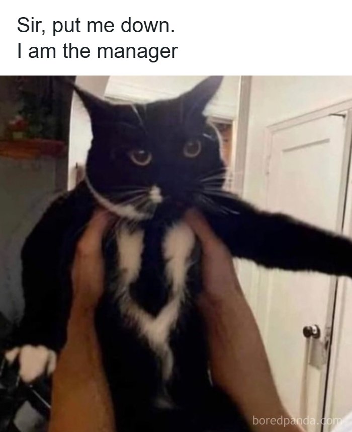 The Funniest Animal Memes That'll Totally Make Your Day