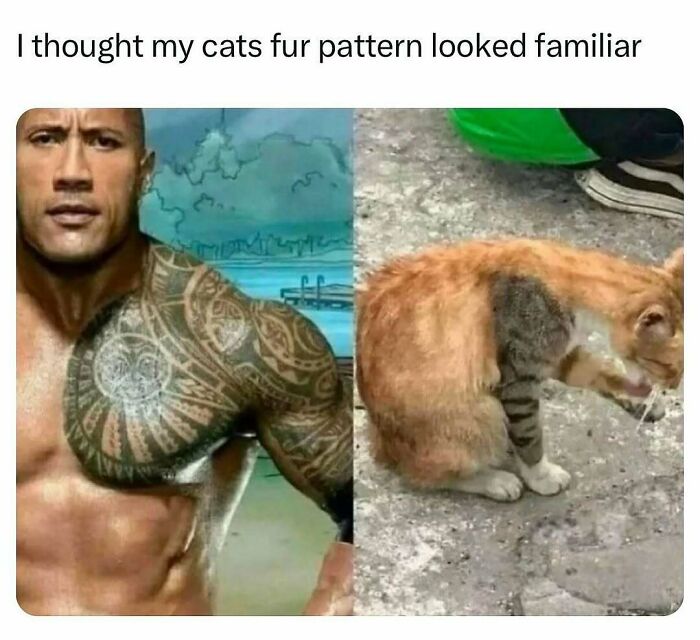 The Funniest Animal Memes That'll Totally Make Your Day
