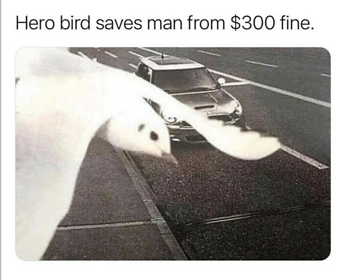 The Funniest Animal Memes That'll Totally Make Your Day