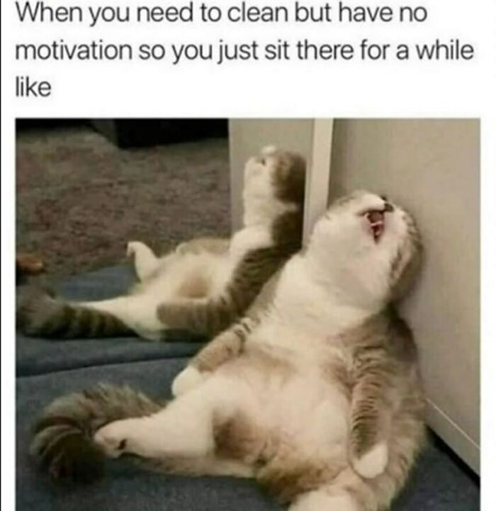 The Funniest Animal Memes That'll Totally Make Your Day