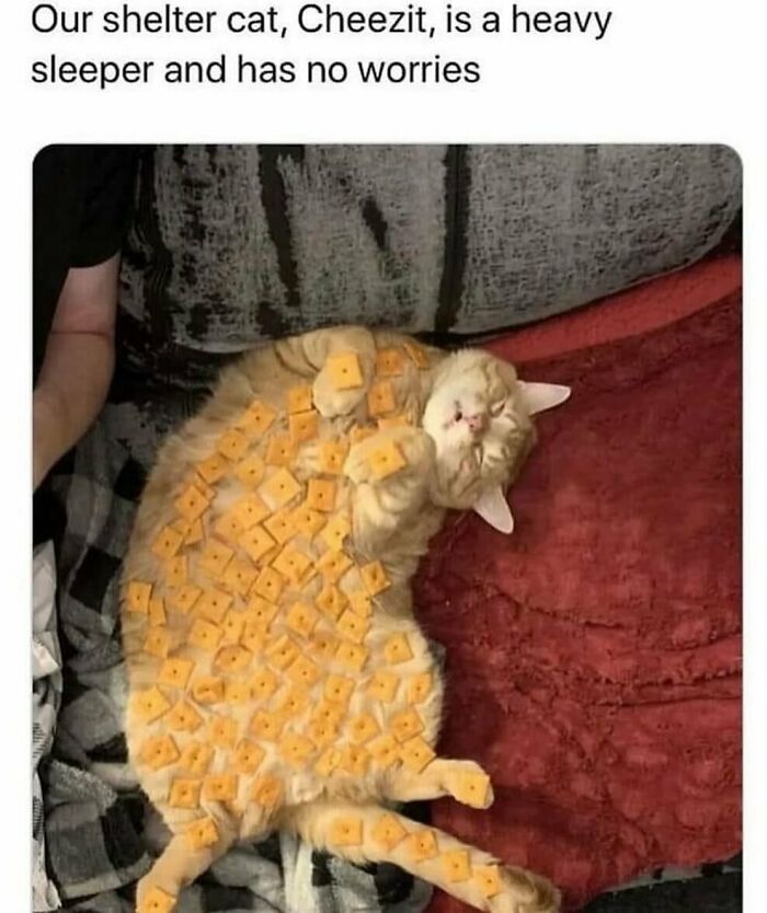 The Funniest Animal Memes That'll Totally Make Your Day