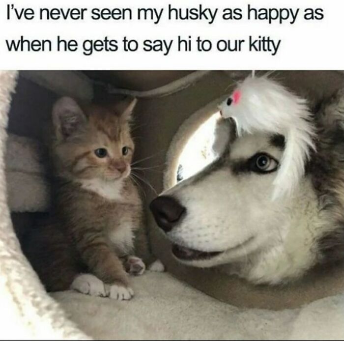 The Funniest Animal Memes That'll Totally Make Your Day