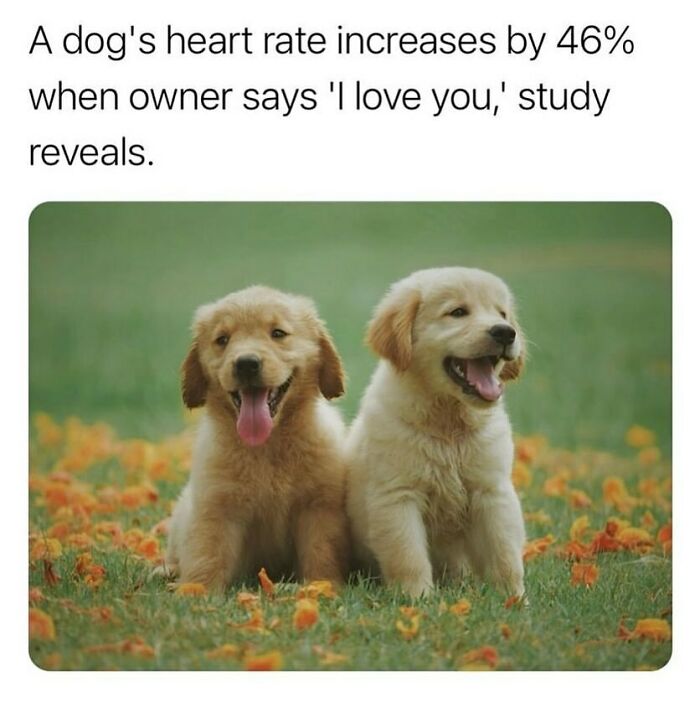 The Funniest Animal Memes That'll Totally Make Your Day