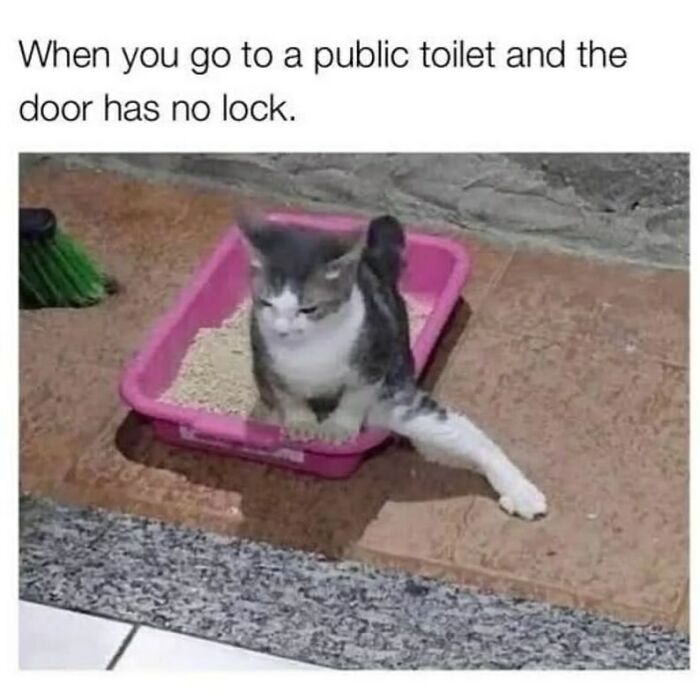 The Funniest Animal Memes That'll Totally Make Your Day