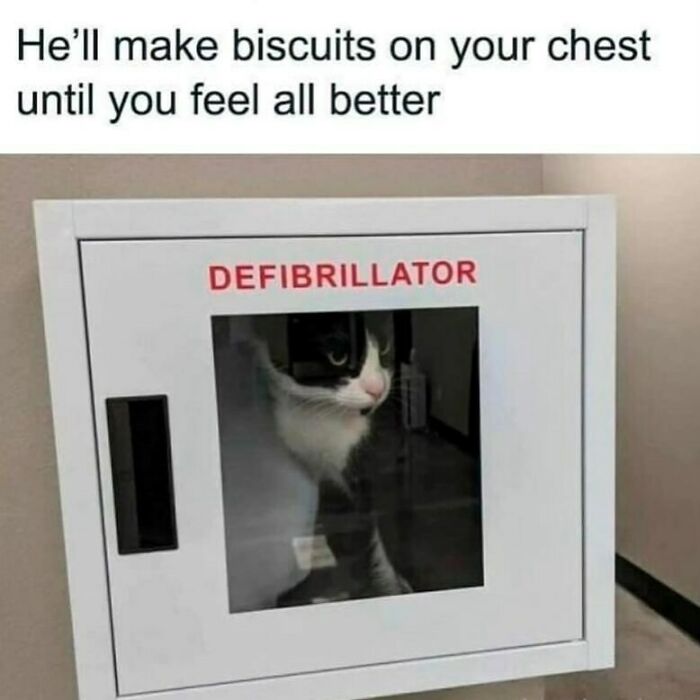 The Funniest Animal Memes That'll Totally Make Your Day