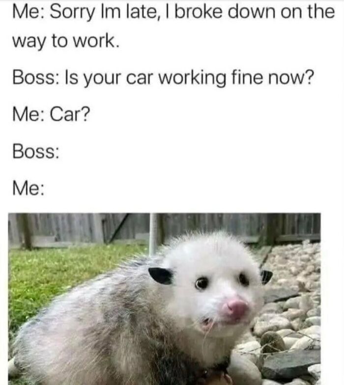 The Funniest Animal Memes That'll Totally Make Your Day