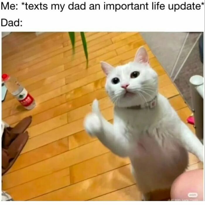 The Funniest Animal Memes That'll Totally Make Your Day