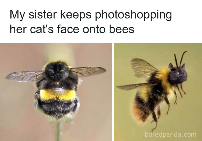 The Funniest Animal Memes That'll Totally Make Your Day