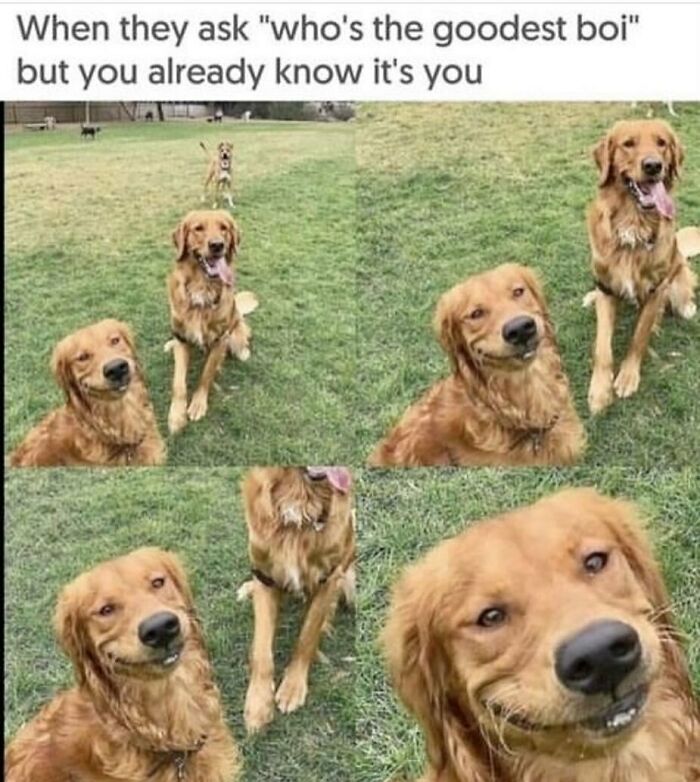 The Funniest Animal Memes That'll Totally Make Your Day