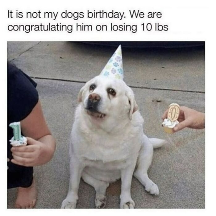 The Funniest Animal Memes That'll Totally Make Your Day