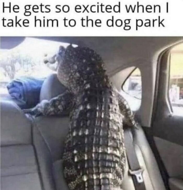 The Funniest Animal Memes That'll Totally Make Your Day