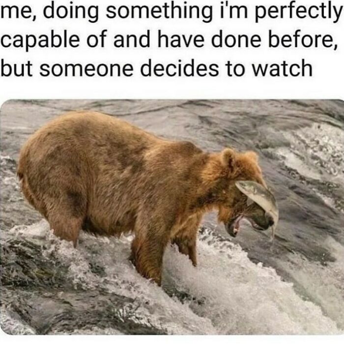 The Funniest Animal Memes That'll Totally Make Your Day