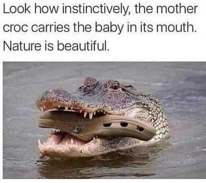 The Funniest Animal Memes That'll Totally Make Your Day