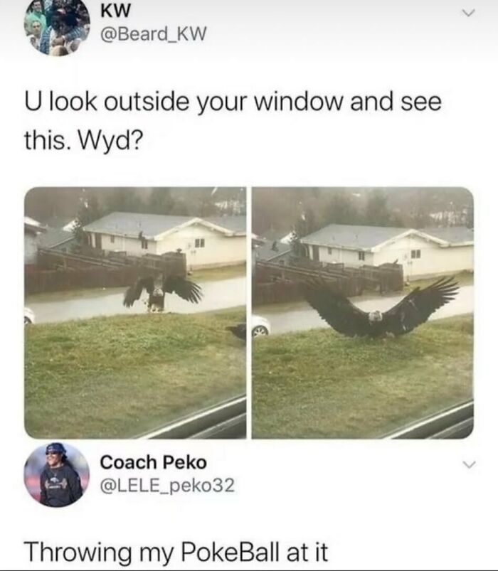 The Funniest Animal Memes That'll Totally Make Your Day