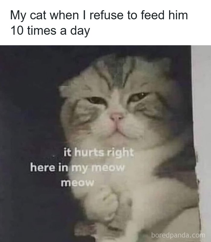 The Funniest Animal Memes That'll Totally Make Your Day
