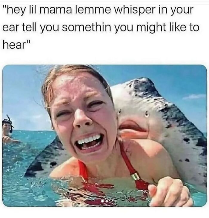 The Funniest Animal Memes That'll Totally Make Your Day