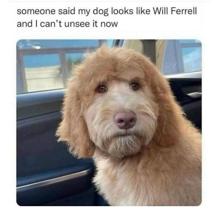 The Funniest Animal Memes That'll Totally Make Your Day
