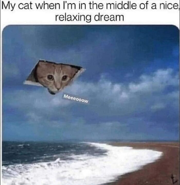 The Funniest Animal Memes That'll Totally Make Your Day