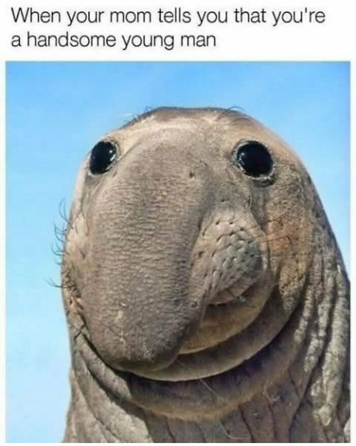 The Funniest Animal Memes That'll Totally Make Your Day