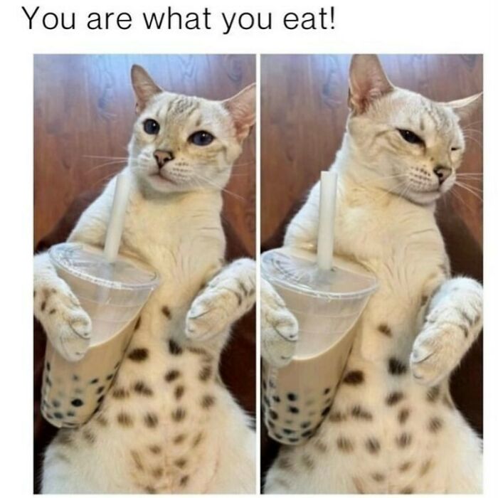 The Funniest Animal Memes That'll Totally Make Your Day