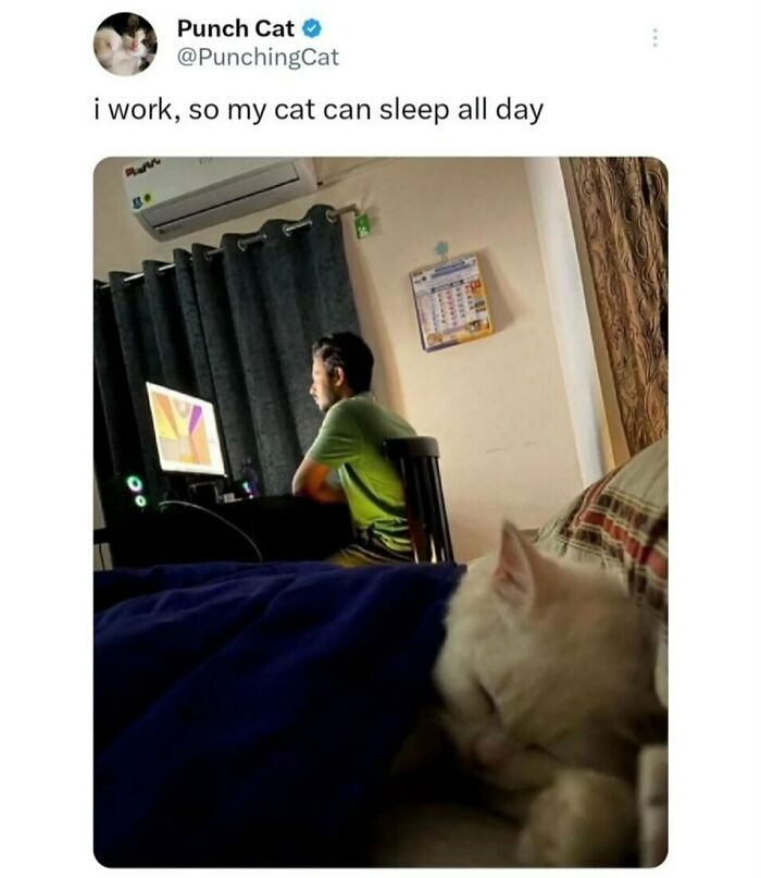 The Funniest Animal Memes That'll Totally Make Your Day