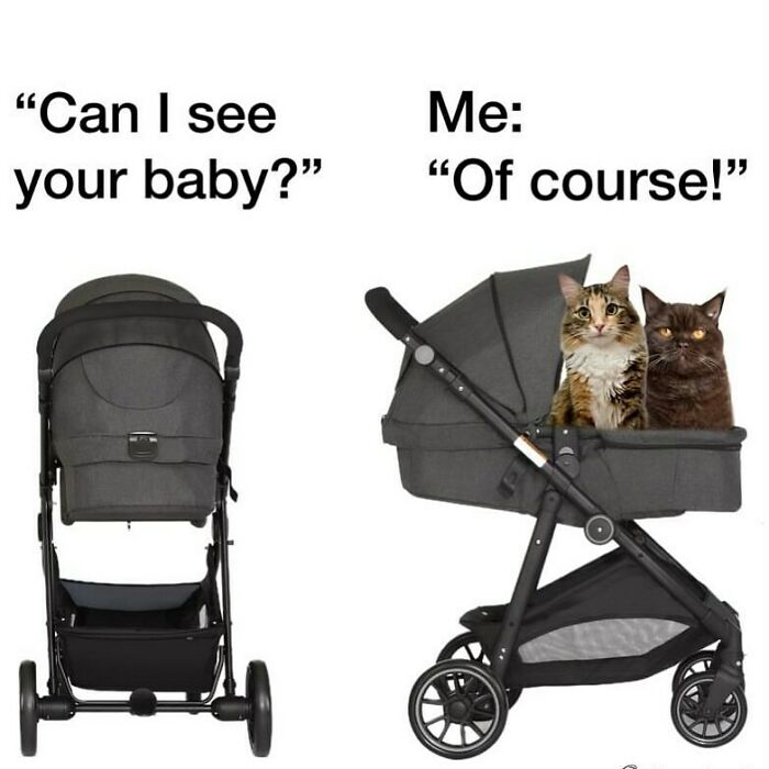 The Funniest Animal Memes That'll Totally Make Your Day
