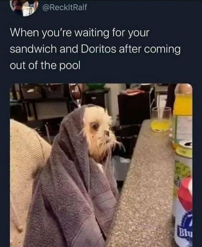 The Funniest Animal Memes That'll Totally Make Your Day