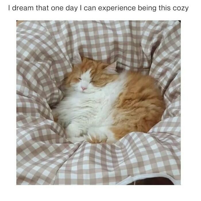 The Funniest Animal Memes That'll Totally Make Your Day