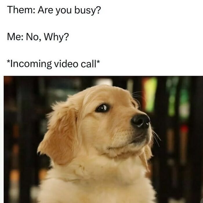 The Funniest Animal Memes That'll Totally Make Your Day