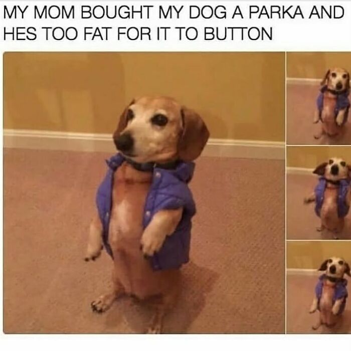 The Funniest Animal Memes That'll Totally Make Your Day