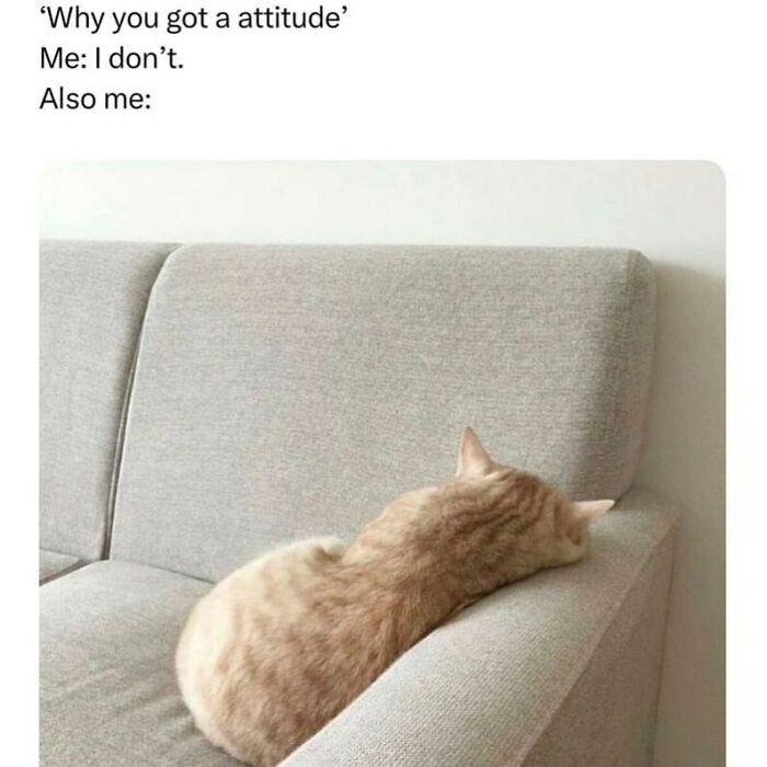 The Funniest Animal Memes That'll Totally Make Your Day