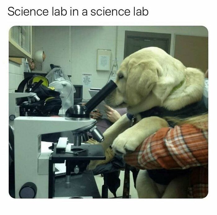 The Funniest Animal Memes That'll Totally Make Your Day