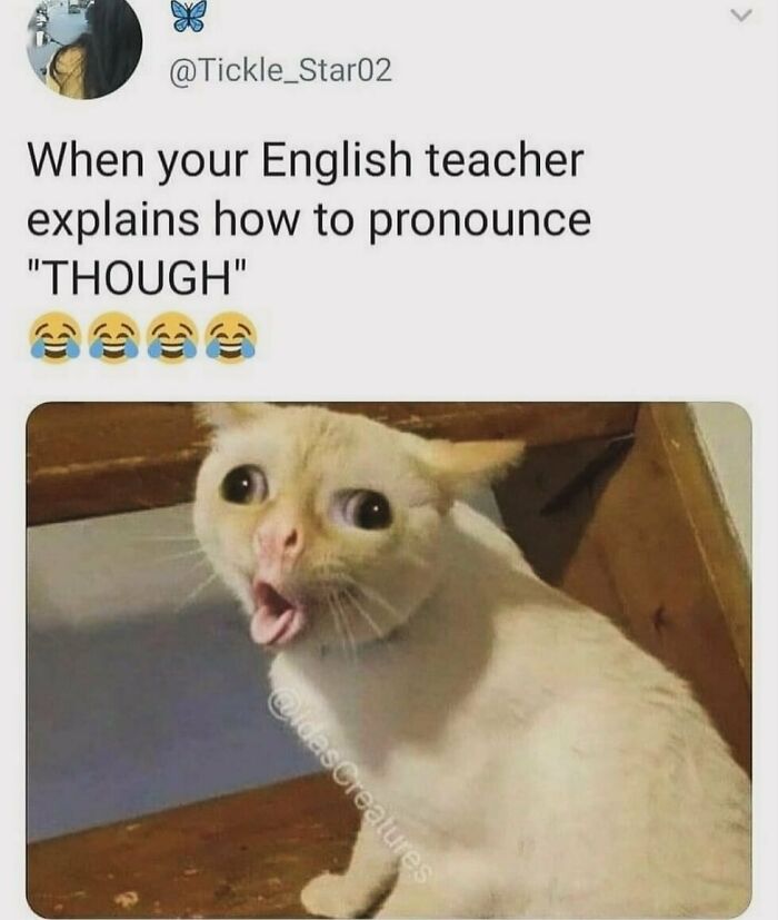 The Funniest Animal Memes That'll Totally Make Your Day