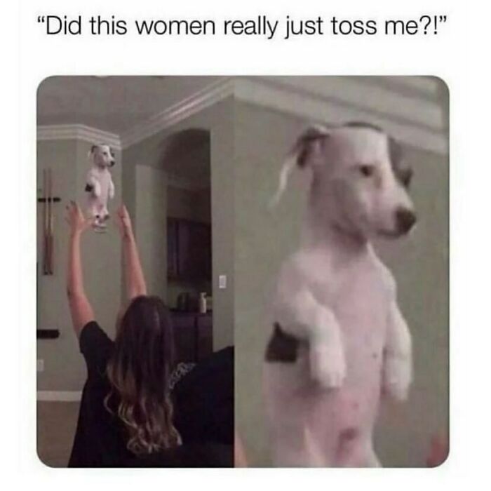 The Funniest Animal Memes That'll Totally Make Your Day