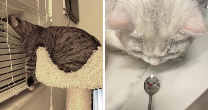 Wait, These Cats Totally Lost It Without Any Clue!