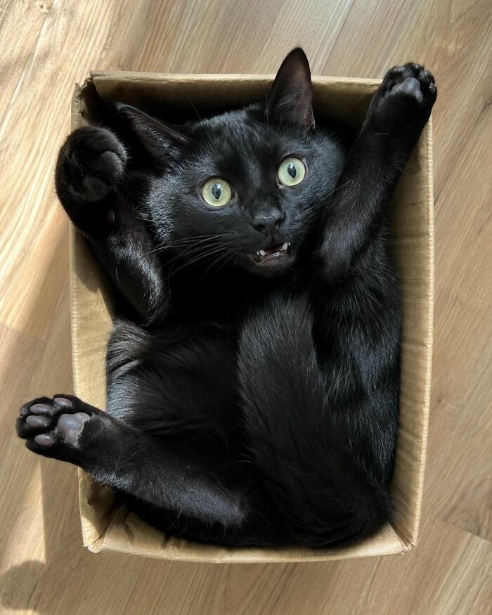 Wait, These Cats Totally Lost It Without Any Clue!