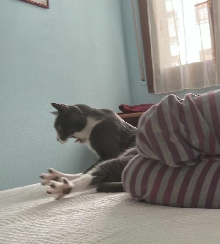 Wait, These Cats Totally Lost It Without Any Clue!
