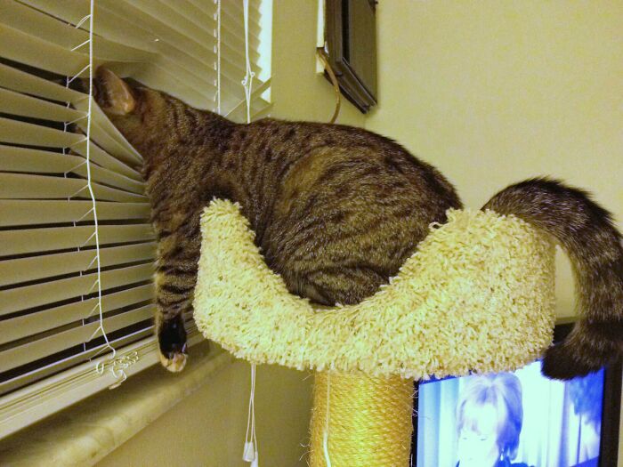 Wait, These Cats Totally Lost It Without Any Clue!